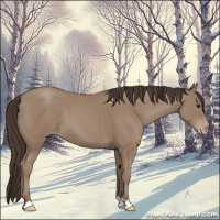 Horse Color:Classic Champagne 