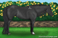Horse Color:Black Rabicano