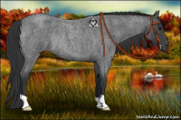 Horse Color:Blue Roan Rabicano 