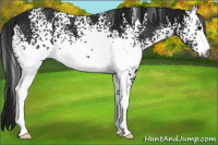 Horse Color:Gray White Spotted Black 