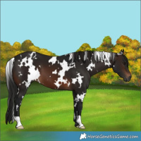 Horse Color:Gray White Spotted Brown