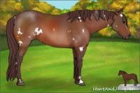 Horse Color:White Spotted Chocolate Bay 