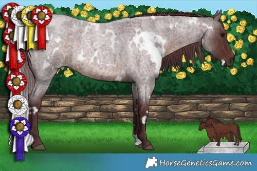 Horse Color:White Spotted Chocolate Brown Roan 