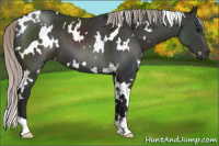 Horse Color:Gray White Spotted Silver Black