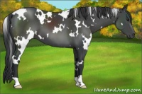 Horse Color:White Spotted Black