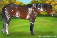 Horse Color:White Spotted Brown 