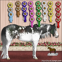 Horse Color:Gray White Spotted Brown