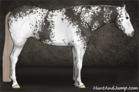 Horse Color:Gray White Spotted Silver Black