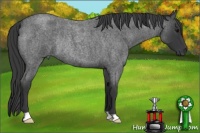 Horse Color:Blue Roan Rabicano 