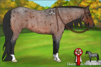 Horse Color:Brown Roan 