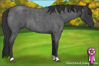 Horse Color:Blue Roan 