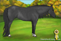 Horse Color:Blue Roan Rabicano 