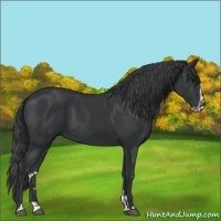 Horse Color:Black and Black Splash
