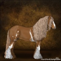 Horse Color:Gray White Spotted Palomino 