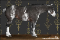 Horse Color:Gray White Spotted Brown
