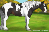 Horse Color:Gray Brown Splash Tobiano 