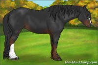 Horse Color:Gray Liver Chestnut 