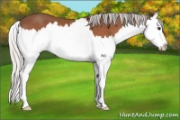 Horse Color:Silver Bay Splash 