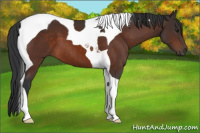 Horse Color:Brown Tobiano 