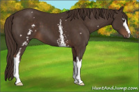 Horse Color:White Spotted Liver Chestnut 