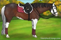 Horse Color:Brown Splash