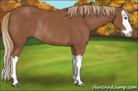 Horse Color:Chestnut Splash Rabicano 