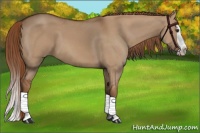Horse Color:Red Dun Splash