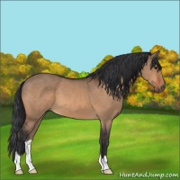 Horse Color:Unknown 