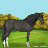 Horse Color:Black 