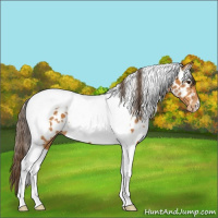 Horse Color:White Spotted Buckskin Tobiano Appaloosa 