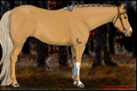 Horse Color:Palomino 