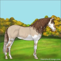 Horse Color:Red Dun Splash 
