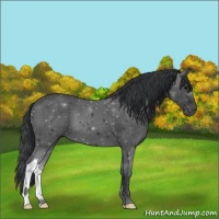 Horse Color:Black 