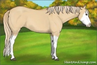Horse Color:Palomino Roan Dun Splash