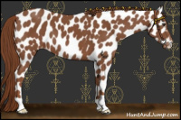 Horse Color:Chestnut Appaloosa