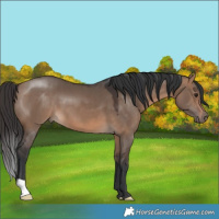Horse Color:Brown Dun 