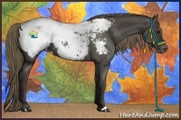 Horse Color:Smoky Black Appaloosa 