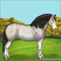 Horse Color:Liver Red Dun Roan Sabino Rabicano