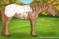 Horse Color:Chestnut Appaloosa Rabicano 
