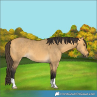 Horse Color:Buckskin Dun 