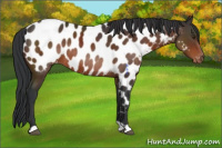 Horse Color:Brown Appaloosa Rabicano 