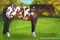 Horse Color:Brown Appaloosa 