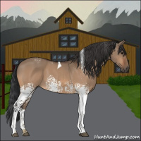 Horse Color:White Spotted Bay Dun Tobiano 