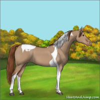 Horse Color:Red Dun Tobiano Appaloosa 