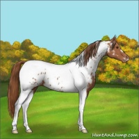 Horse Color:Chestnut Tobiano Appaloosa 