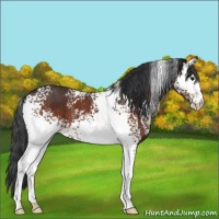 Horse Color:White Spotted Bay Appaloosa 