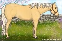 Horse Color:Palomino