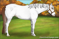 Horse Color:White Spotted Chestnut