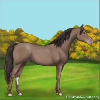Horse Color:Classic Champagne 