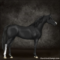 Horse Color:Gray Black 